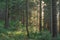 Mountain spruce forest illuminated by a flash of the sun.