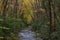 Mountain stream with banks of rhododendron and arching trees with yellow autumn leaves