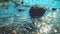 Mountain Stream with Big Boulder, Green Plants, Pebble and Bright Sunny Sparkles on the Surface. Summer Afternoon