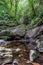 Mountain stream with clear water in the boxwood forest, Krasnodar region, Russia