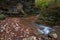 Mountain stream in the deep gorge in the rocks in autumn.