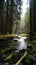 Mountain stream in the fairy forest