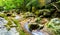 Mountain stream flows on rock bed.