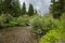 The mountain stream flows in the taiga, amidst lush vegetation.