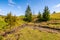 Mountain stream among the forest on meadow