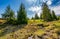 Mountain stream among the forest on meadow