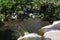 A mountain stream in Madeiraâ€™s rugged central range