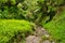 Mountain stream in the nature reserve of Anaura Bay, New Zealand