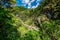 A mountain stream running in the deep gorge overgrown with a dense native bush