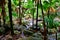 Mountain stream splashing on granite rocks near Sauzier waterfall, Mahe Island, Seychelles.