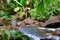 Mountain stream splashing on granite rocks near Sauzier waterfall, Mahe Island, Seychelles.