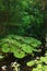 Mountain stream springs midst of dense forest Vacha river Bulgaria