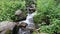 Mountain Stream Tumbling Through Rocks and Plants