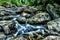 Mountain Stream with Water Cascading Over Boulders