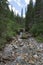 Mountain Stream with White Pure Water and Stones among Trees