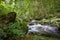 A mountain stream in the wild forest. Miedzygorze. Sudety Mountains. Poland.