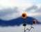 Mountain Sunflower against Clouds