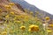 Mountain tansy on the slopes of the Tien Shan