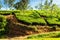 mountain tea bushes plantation Ceylon, Sri Lanka