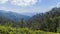 Mountain tea plantations landscape Ella, Sri Lanka timelapse