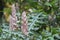 Mountain thistle, Bear\\\'s breech, Acanthus montanus, African species, Introduced ornamental species