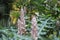 Mountain thistle details photo, Bear\\\'s breech, Acanthus montanus, African species, Introduced ornamental species
