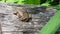 A mountain toad resting on top of a huge log