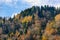 Mountain top, trees with yellow leaves, green firs. Autumn sunny day.