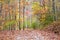 The mountain trail is awash with the color of fall leaves