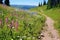 mountain trail with flowering wildflowers