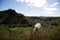 Mountain trail in Kauai