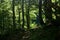 Mountain trail in an old dark beech grove