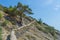 A mountain trail with a stone railing next to a lone tree.