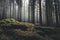 Mountain trail trough pine tree forest