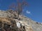 Mountain Tree landscape Roof of the world  Winter