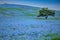 Mountain, Tree and Nemophila at Hitachi Seaside Park.