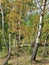 Mountain trees in Marisel