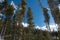 Mountain trees in winter