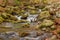 Mountain Trout Stream - 1