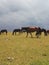 Mountain vacation. Herd of horses in the pasture