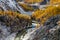 A mountain valley with river, road, power line, yellow larch trees and snow in September