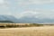 Mountain valley, yellow field, larch trees. Snow peaks in the background