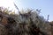 Mountain vegetation with aloe and cactus, flora of La Campana National park in central Chile, South America