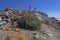 Mountain vegetation with aloe and cactus, flora of La Campana National park in central Chile, South America