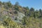 Mountain vegetation with aloe and cactus, flora of La Campana National park in central Chile, South America