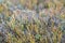 Mountain vegetation. Mountain meadow. Wild plants closeup.