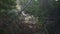 Mountain Vegetation, Stones and Rocks. Camera Move Forward Through Trees