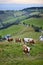 Mountain view on grazing brown milk cows