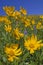 Mountain view of Heartleaf Arnica and Lupine