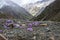 Mountain view with snow-capped peaks through purple flowers on a rocky surface